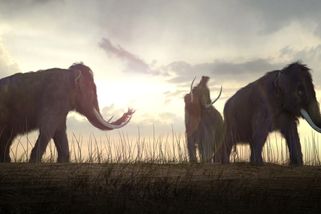Vědci chtějí vrátit k životu dávno vyhynulá zvířata. První mamutí mláďata by se mohla narodit už...