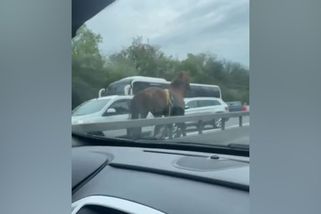 Lidé natočili koně pobíhající po D11 - Novinky