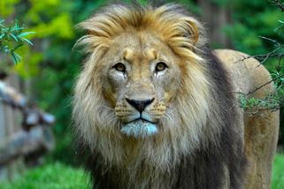 Sedmadvacet milionů Američanů si myslí, že by přeprali lva holýma rukama - Médium.cz