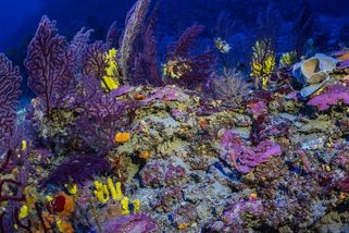 Fotky: Vědci žasnou nad bohatostí korálů objevených v Řecku - Seznam Zprávy