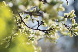 Jehnědy vás uchvátí. Byť třeba až na druhý pohled