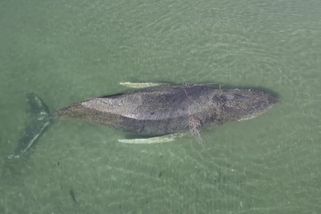 Uvázlý keporkak se osvobodil a míří do oceánu. Doprovází ho policie | Svět