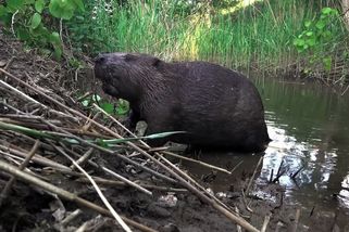 Bobří rodina z Klatovska se nemusí stěhovat. Pomohla rošáda s pozemky - Novinky