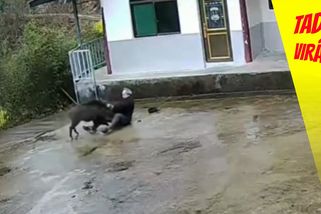 Divočák drsně napadl bezbranného důchodce | Tady virál