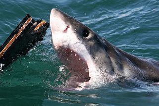 Situace se žraloky je kritická, Egypt zpřísňuje opatření. Zákaz plavání i šperků