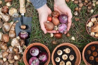 Cibuloviny na jaře? Ještě to stihnete! Barevná jarní zahrada i bez podzimní výsadby