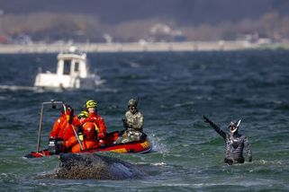 Šťastný konec záchrany velryby. Keporkakovi se podařilo dostat v Německu do hluboké vody