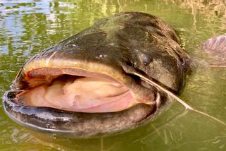 Sumec pokousal pět plavců, policie s ním neměla slitování