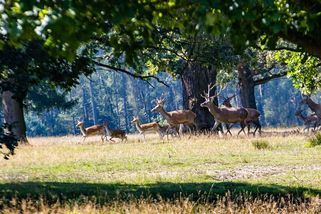 Audit v prezidentských lesích. Ke ztrátám přispěly i lovy zdarma pro známé - Seznam Zprávy
