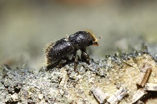Za šíření kůrovce na Brněnsku padla tučná pokuta