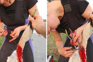 Zubařka zachránila labuť precizní operací. Veterináři ji udali - Novinky