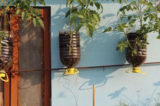 Tři způsoby, jak si z PET lahví vyrobit květináče - Novinky