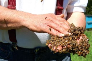 Tragické završení pohřbu: Na truchlící v průvodu zaútočil rozzuřený roj včel, jeden muž zemřel
