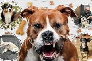 VIDEO: Ulice strachu v Havířově. Nezkrotný teriér už roky napadá lidi i jiné psy