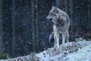 Už dva vlci letos nepřežili střet s autem