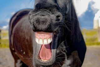 První aprílové žerty sahají až do dob antiky