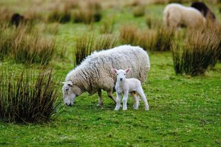 Nejosamělejší ovce v Británii má konečně společnost. Narodila se jí jehňata - Novinky