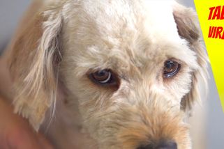 Pejsek bez domova prošel úžasnou proměnou. Z ulice se dostal do milující rodiny | Tady virál