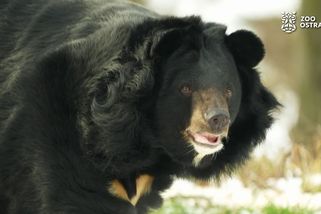 První video medvěda Jirky, který dorazil ze zámku Konopiště do ostravské ZOO | Novinky.cz: Koktejl