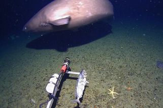 Video z nečekaného objevu: První žralok spatřený ve vodách okolo Antarktidy - Seznam Zprávy