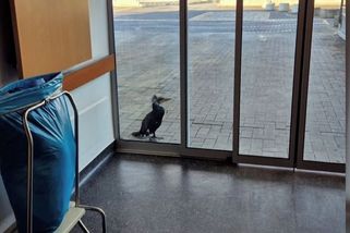 Poraněný kormorán si došel sám na kliniku. Zobákem klepal na dveře pohotovosti - Novinky