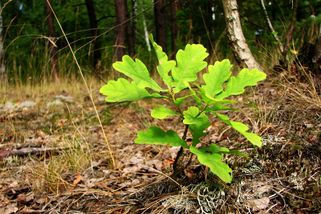 Lesní školkaři připravili miliony sazenic na zalesnění lesů. Není o ně ale zájem - Ekolist.cz