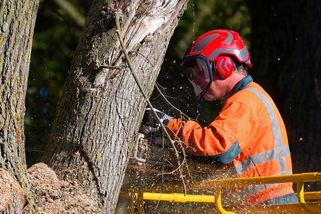 Zdevastované stromy v lese – rozřezané