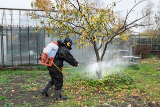 Kdo prováhá jarní ochranu stromů před škůdci, bude hořce litovat