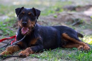 Ztracený pes se z Alp sám vrátil domů, uběhl 380 kilometrů - Novinky