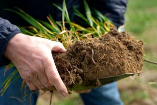 Moderní Přemysl Oráč? Inovativní zemědělec vůbec neoře - Novinky