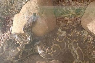 Muž z Hroznětína, kterého údajně škrtila krajta, skončil v nemocnici