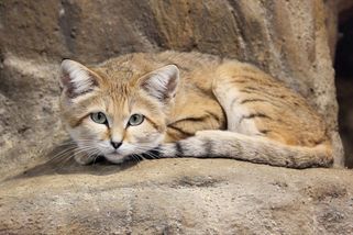 Kočka pouštní: Šelma dokonale adaptovaná na život v těžkých podmínkách - Médium.cz