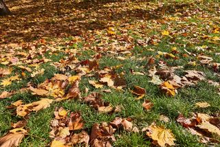 Tento říjnový plevel může zničit celou jarní úrodu. Do Česka právě dorazila invaze - EnergoZrouti.cz