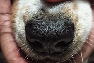 Utýrala své dva psy hlady a žízní zavřené v kleci. Dostala rok vězení - Novinky