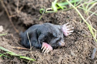 Jak na krtka bez chemie: Babské rady na osvědčené rostliny