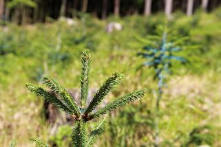 Komora církevních lesů: Požadujeme řešení škod zvěří, které brání obnově lesů