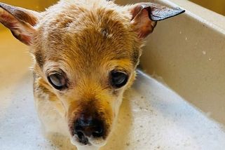 Pošel nejstarší pes na světě - Novinky