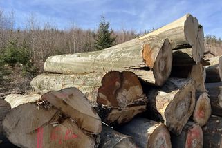 Spalování dřeva poškozuje klima. Ministerstvo změnilo názor a chystá daň za topení dřevem - EnergoZrouti.cz