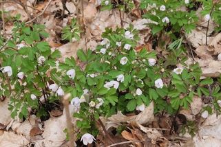 V Českém ráji vznikla nová přírodní rezervace Suťové lesy - Novinky