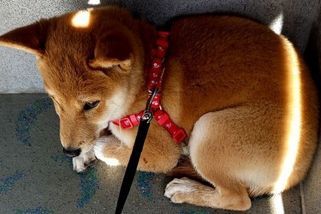 Mám doma psí uzlíček nervů: O tom, co způsobují množírny - Médium.cz