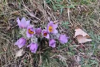 V Brně rozkvétají desetitisíce konikleců - Novinky