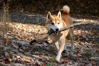 Psí plemeno Shiba-inu: rozkošný plyšák, který rozhodně není pro každého - Médium.cz