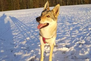 Jak jsme jeli se psem na veterinu. Trochu to bolelo, ale rozsvítilo se mi - Médium.cz