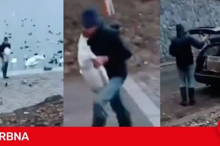 Muž si z pražské náplavky odnesl do auta labutě, nebylo to poprvé. Se zvířaty obchoduje