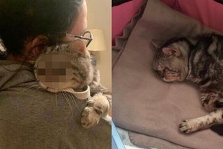 TRESTUHODNÉ: Kocoura nechali doma samotného 10 dní bez jídla a vody. Sousedé zaslechli žalostné mňoukání, po otevření dveří se nestačili divit