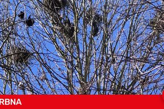 Táborské sídliště okupují havrani. Město už odstranilo přes 100 hnízd