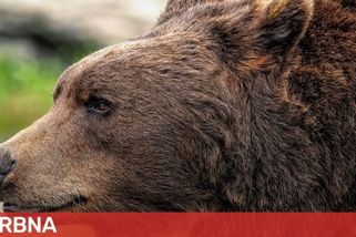 Ve Slezských Beskydech se potuluje medvěd. Není to žádný grizly ani kodiak, vzkazuje starosta Hrčavy