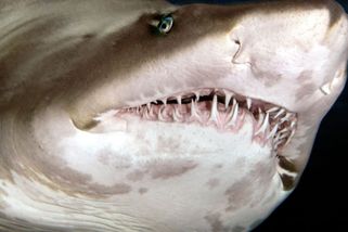 Žralok napadl sedmileté dítě v dovolenkovém ráji. Takový útok jsem nezažil, líčil svědek