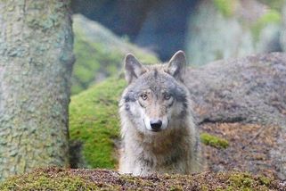 V okolí Nového Boru se objevili vlci. Při setkání zachovejte klid, nabádají odborníci