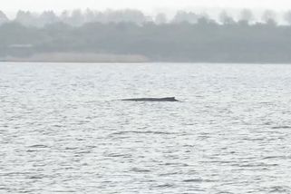 Záchranu velryby v Německu přenášejí kamery. Její stav se zhoršuje - Novinky